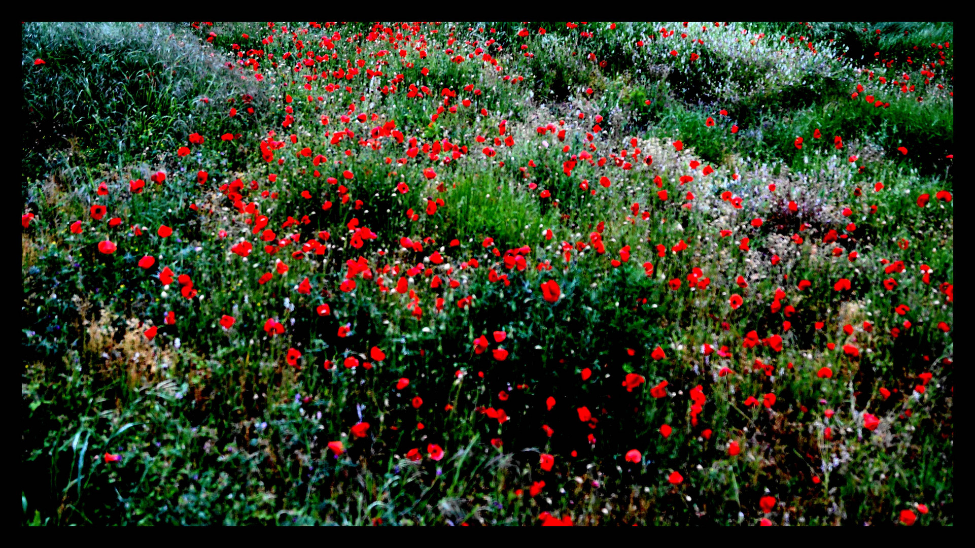 champ de coquelicots