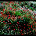 champ de coquelicots