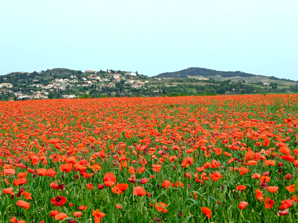 Champ de coquelicots