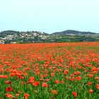 Champ de coquelicots