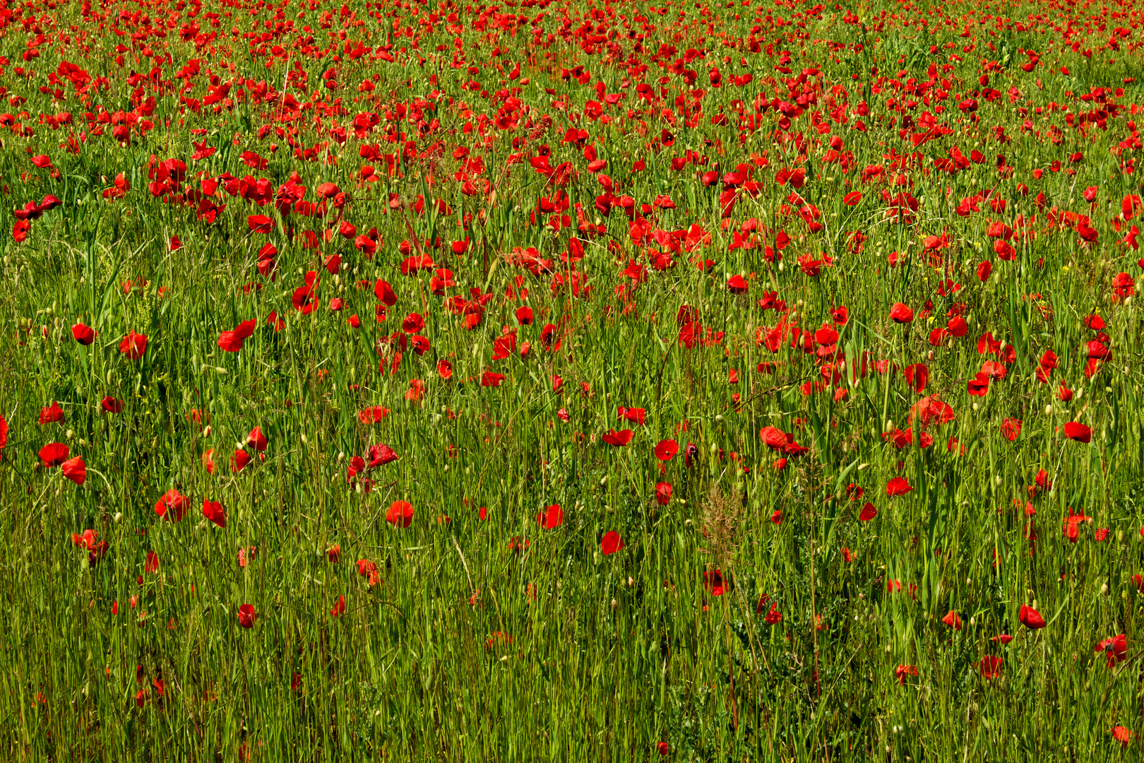 Champ de Coquelicots, RED VS GREEN