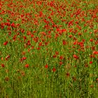 Champ de Coquelicots, RED VS GREEN