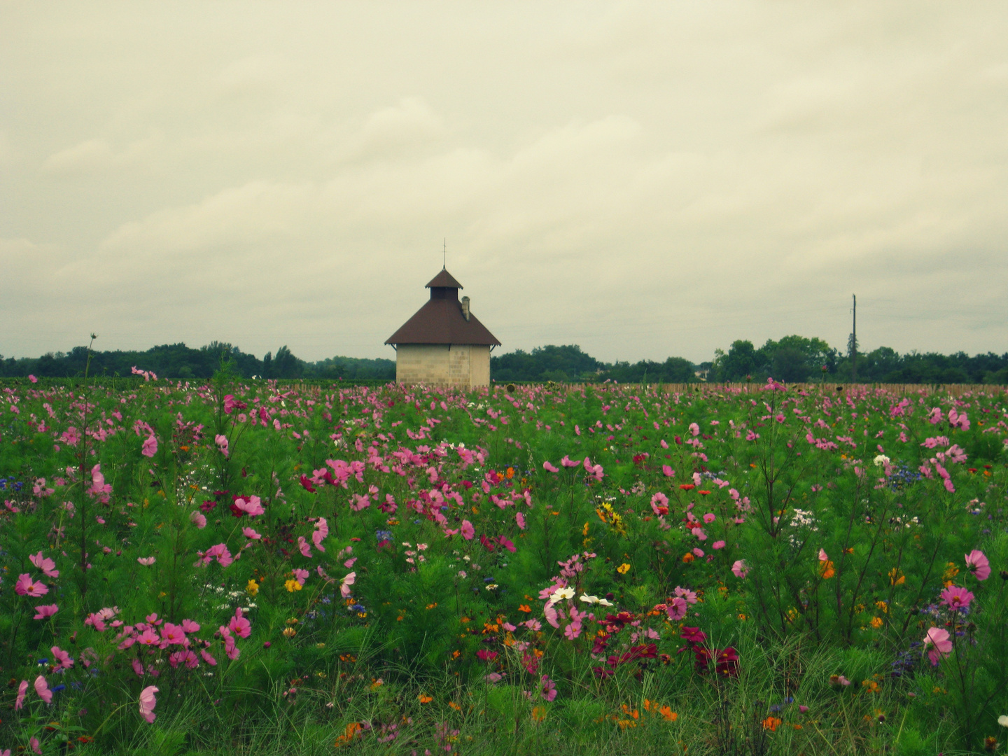 champ de fleur