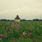 champ de fleur