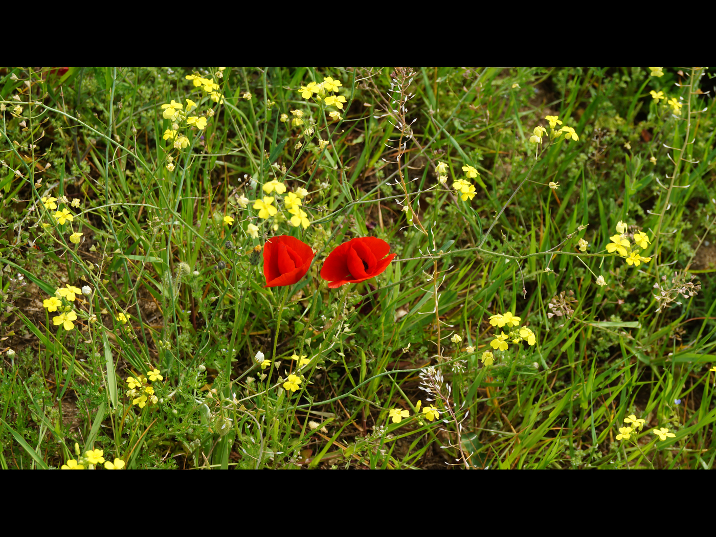 champ de fleur de choux sauvage