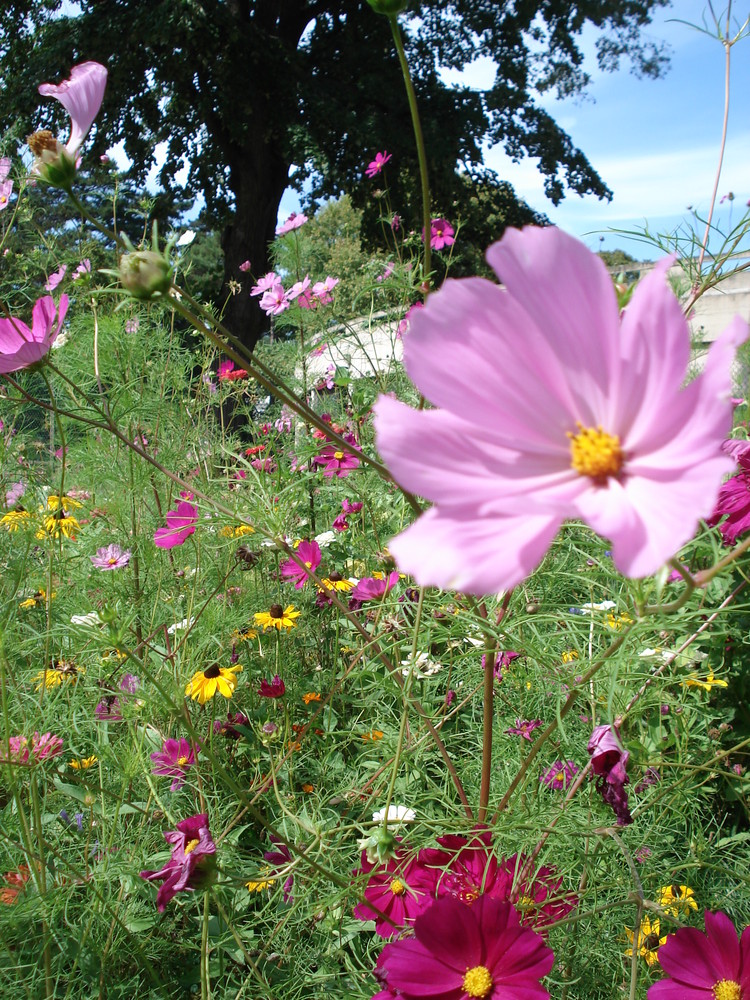 champ de fleurs