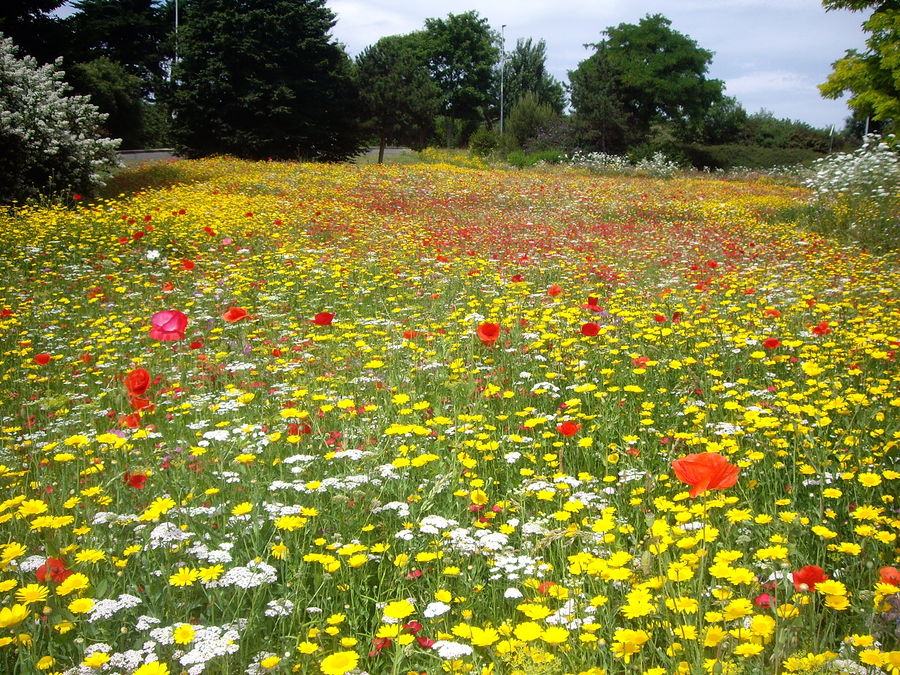 Champ de Fleurs