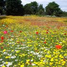 Champ de Fleurs