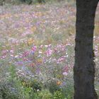 Champ de fleurs a Bouconvillers dans l'Oise .