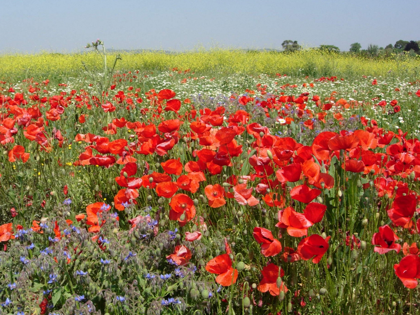Champ De Fleurs Photo Et Image Fleurs Nature Images Fotocommunity Champ De Fleurs Photo Et Image Fleurs Nature Images Fotocommunity