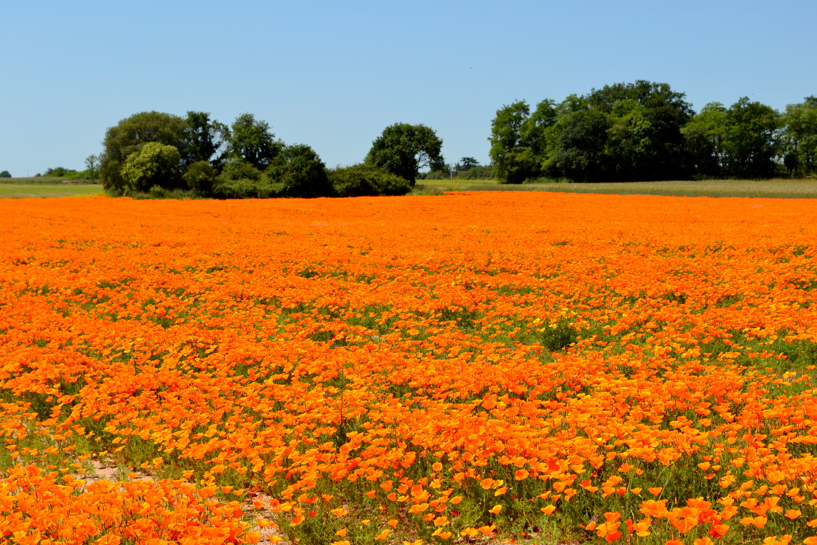 champ de fleurs