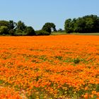 champ de fleurs