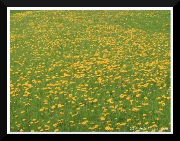 Champ de fleurs