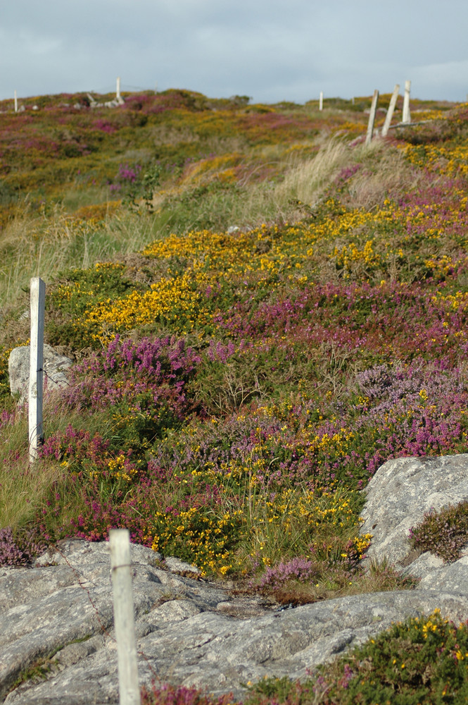 Champ de fleurs Irlandais