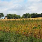 Champ de haricots blancs