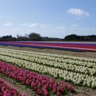 champ de jacintes