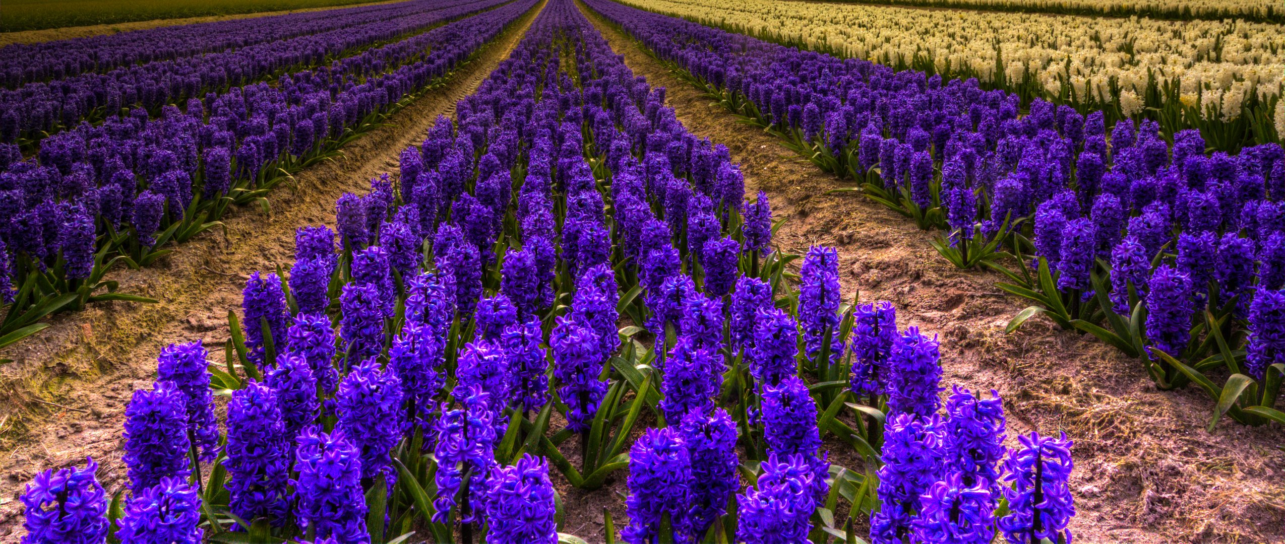 champ de jacinthes en bretagne