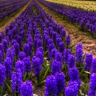 champ de jacinthes en bretagne