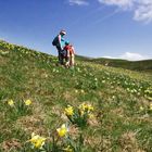 champ de Jonquilles