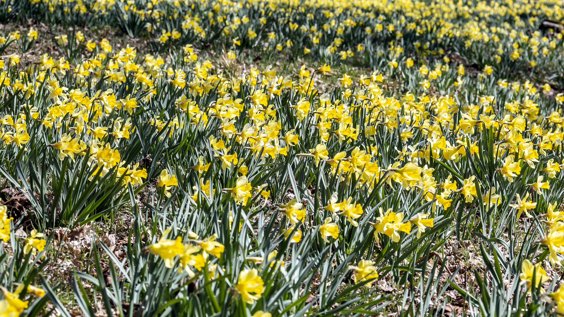 Champ de jonquilles