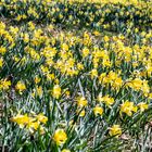 Champ de jonquilles