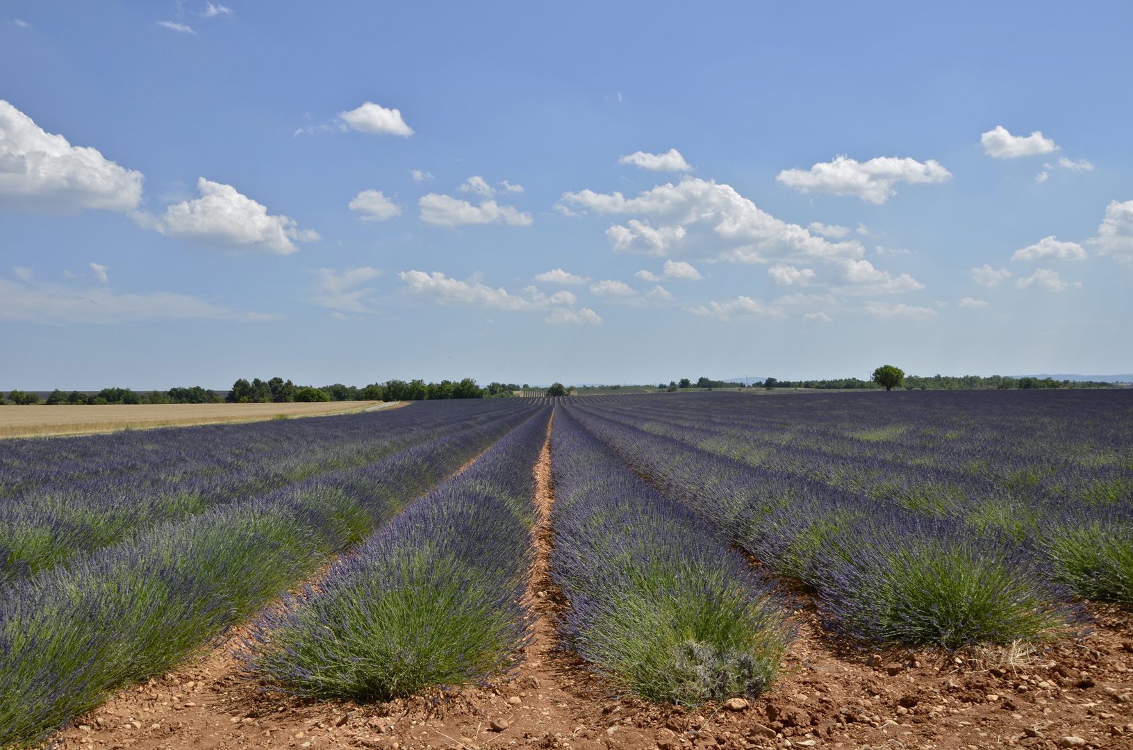 champ de lavande à Valensole