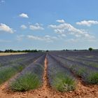 champ de lavande à Valensole