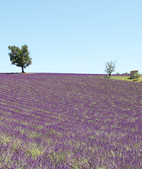 Champ de lavande à Valensole