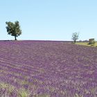 Champ de lavande à Valensole