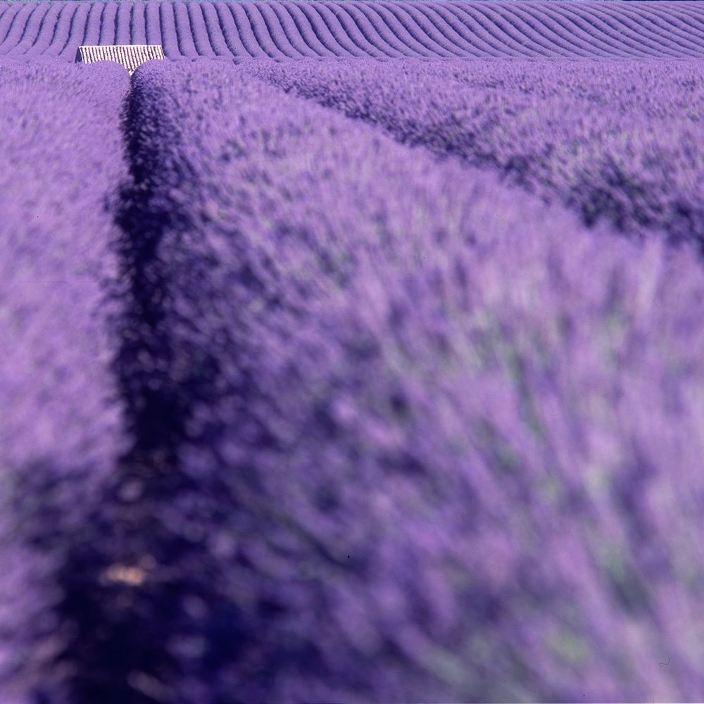 Champ de lavande sur le plateau de Valensole