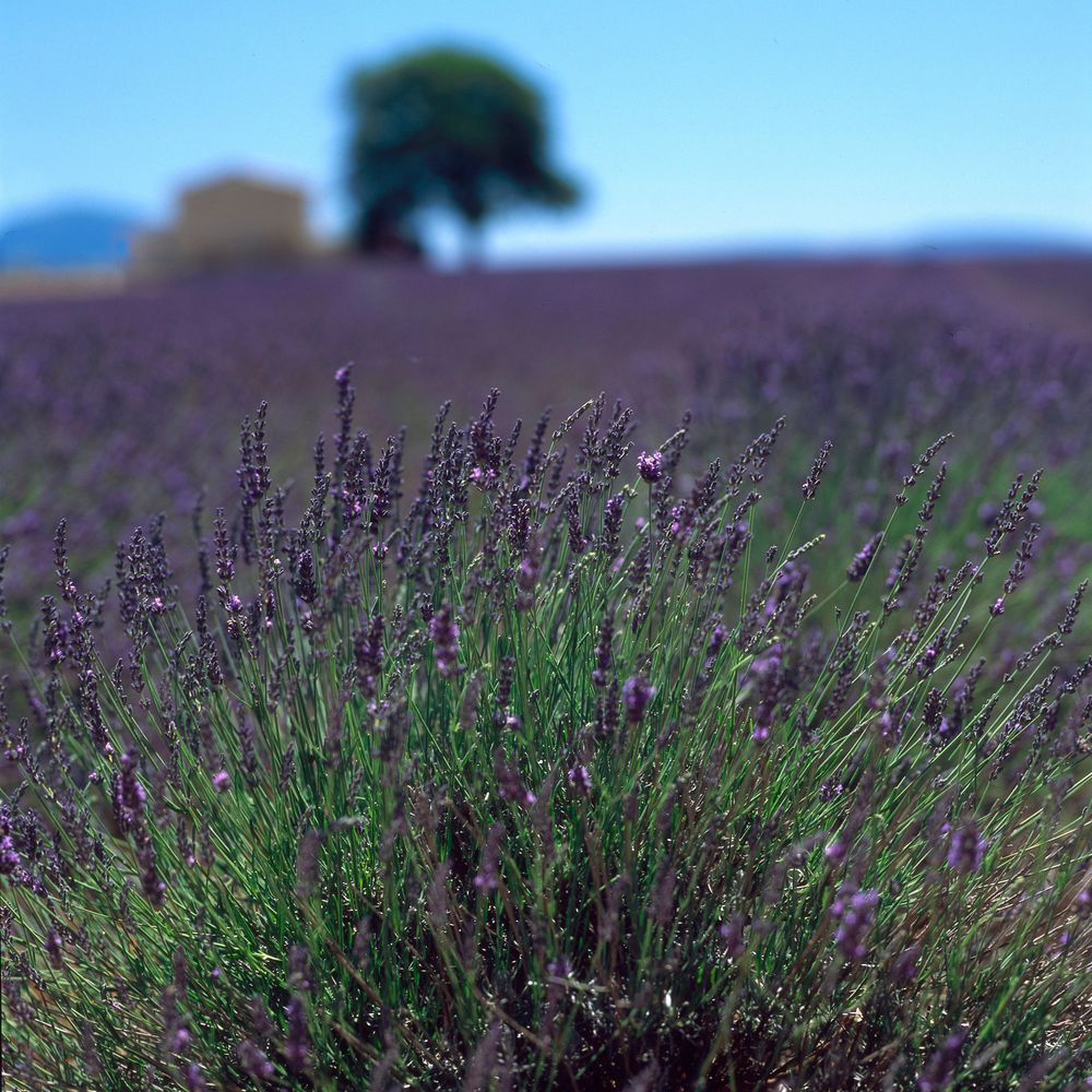 Champ de lavande sur le plateau de Valensole