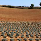 Champ de lavandes 1