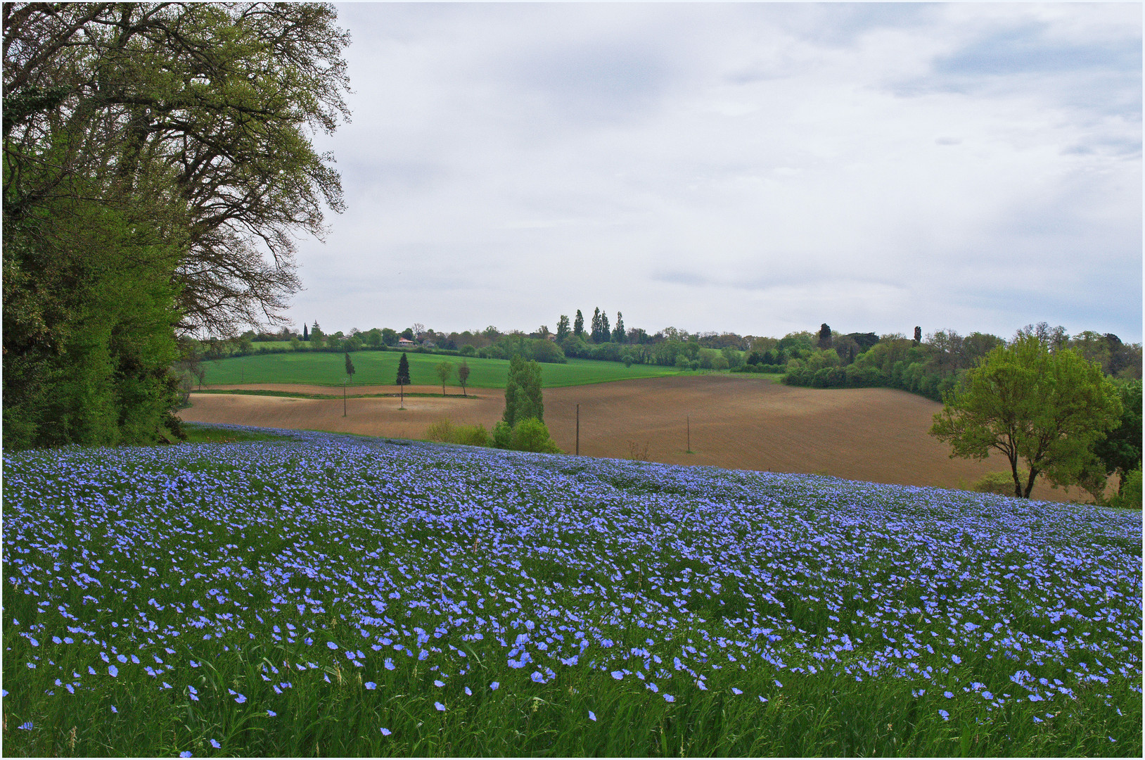 Champ de lin dans le Gers