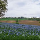 Champ de lin dans le Gers