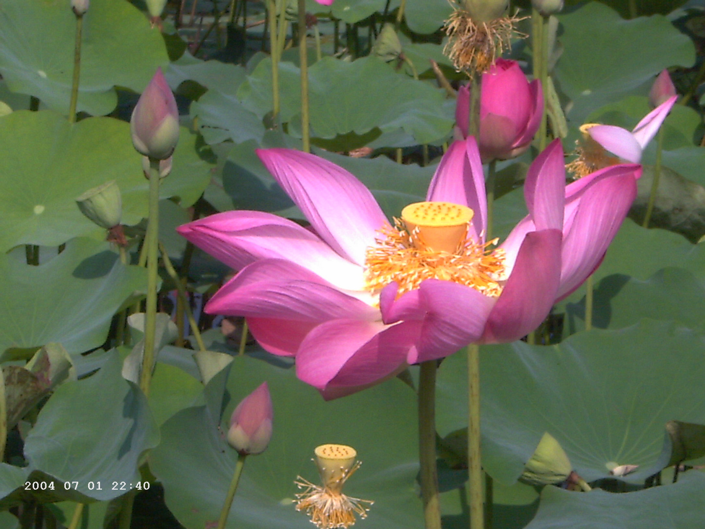 Champ de lotus !