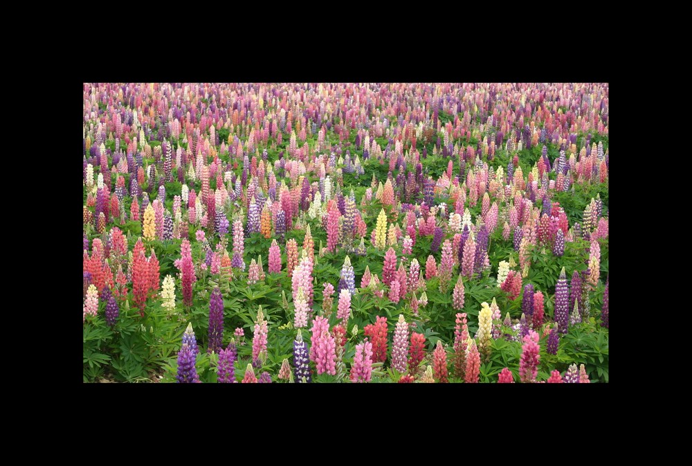 Champ de lupins