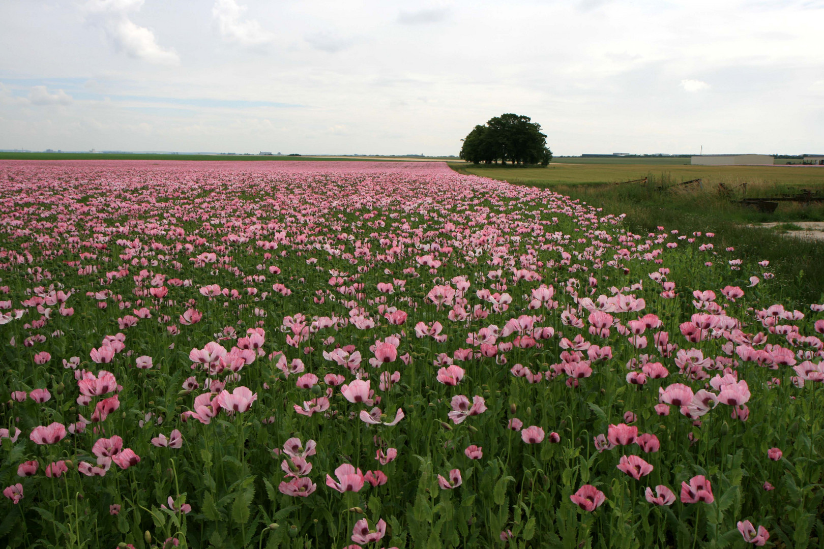 champ de pavots (2)