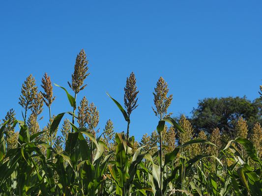 Champ de sorgho peu avant la moisson