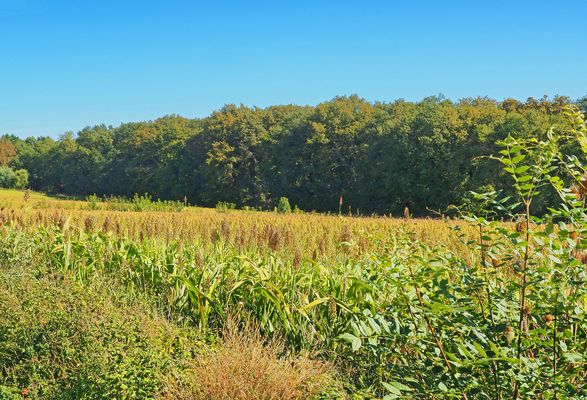 Champ de sorgho près de chez moi