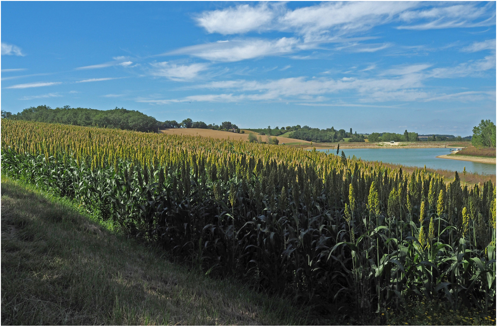 Champ de sorgho près du lac de Bousquetarra  --  Gers