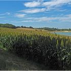 Champ de sorgho près du lac de Bousquetarra  --  Gers