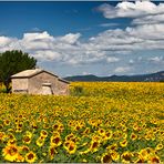 Champ de tournesol