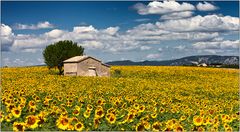 Champ de tournesol