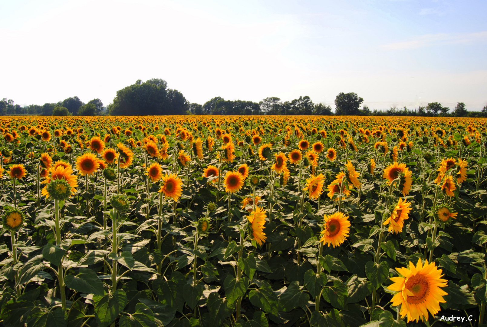 Champ de tournesol