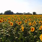 Champ de tournesol