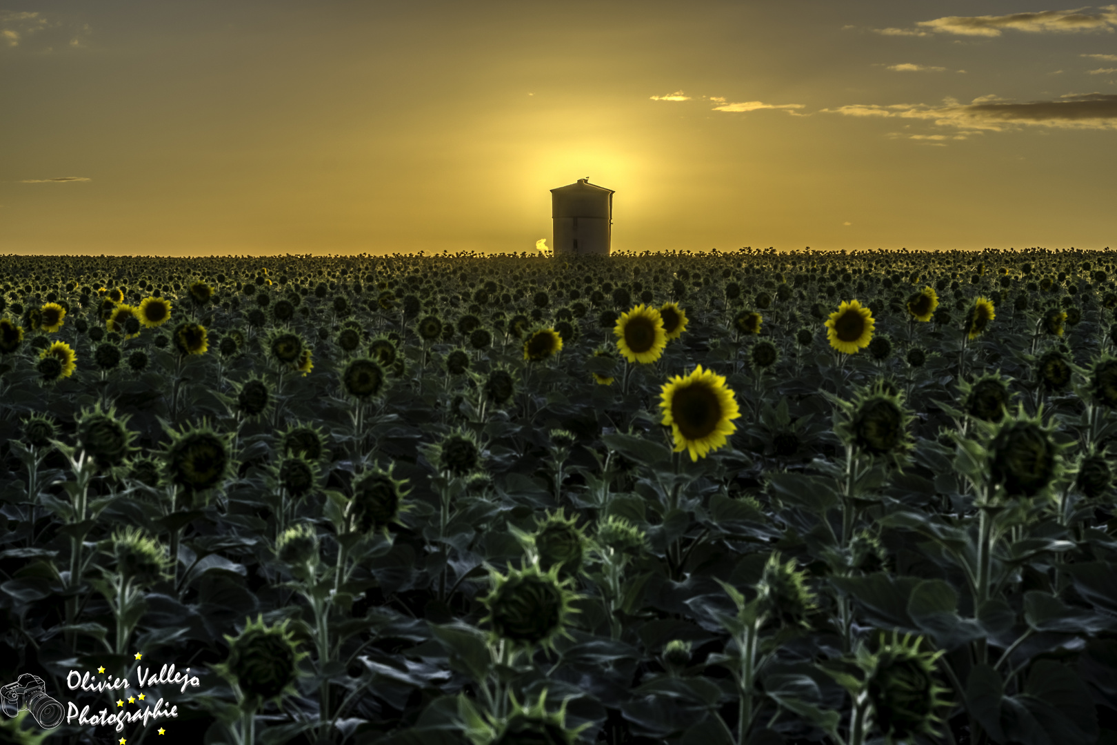 Champ de tournesol au coucher du Soleil