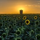 Champ de tournesol au coucher du Soleil