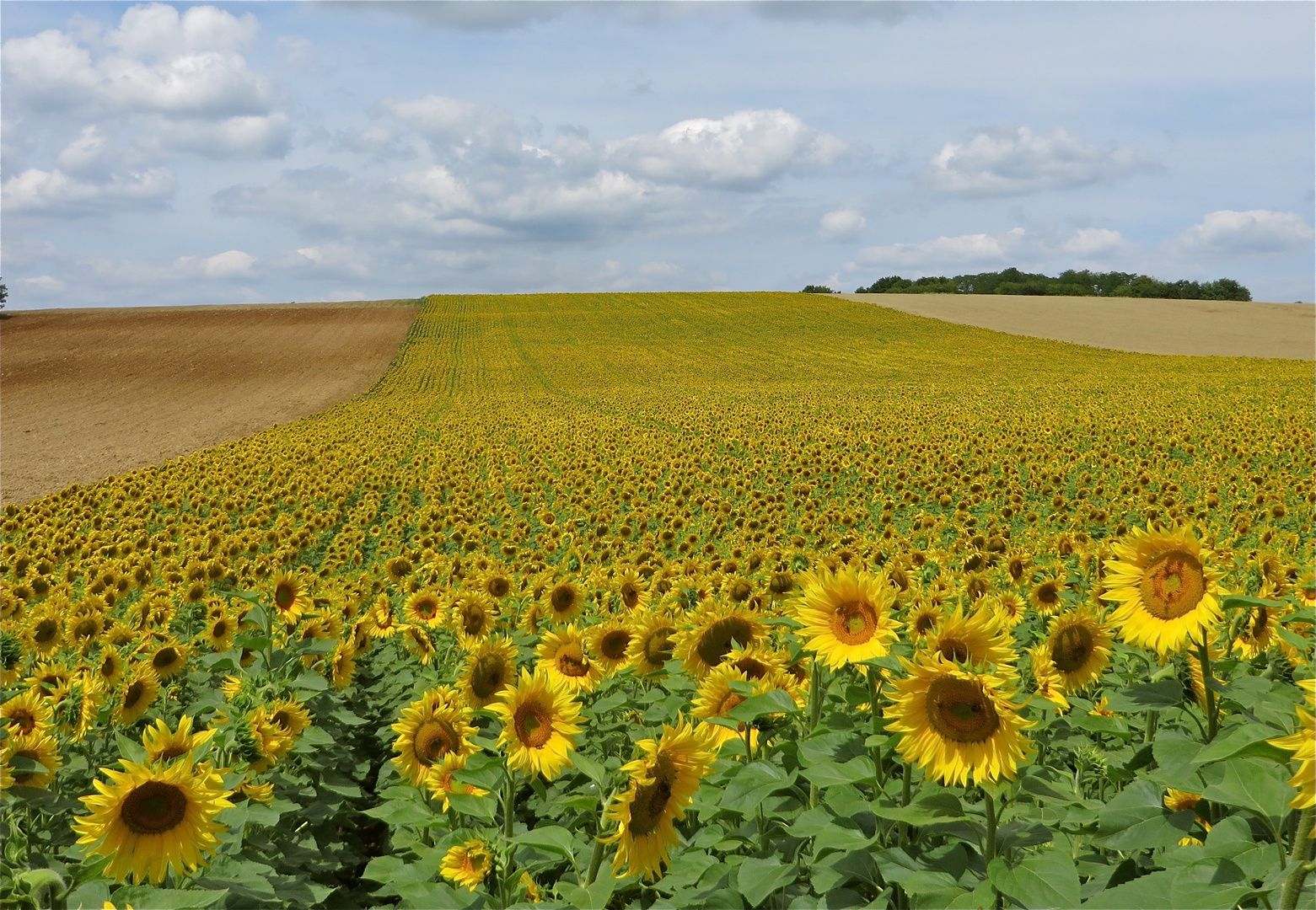 .. champ de tournesol !!!...