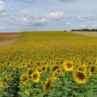 .. champ de tournesol !!!...