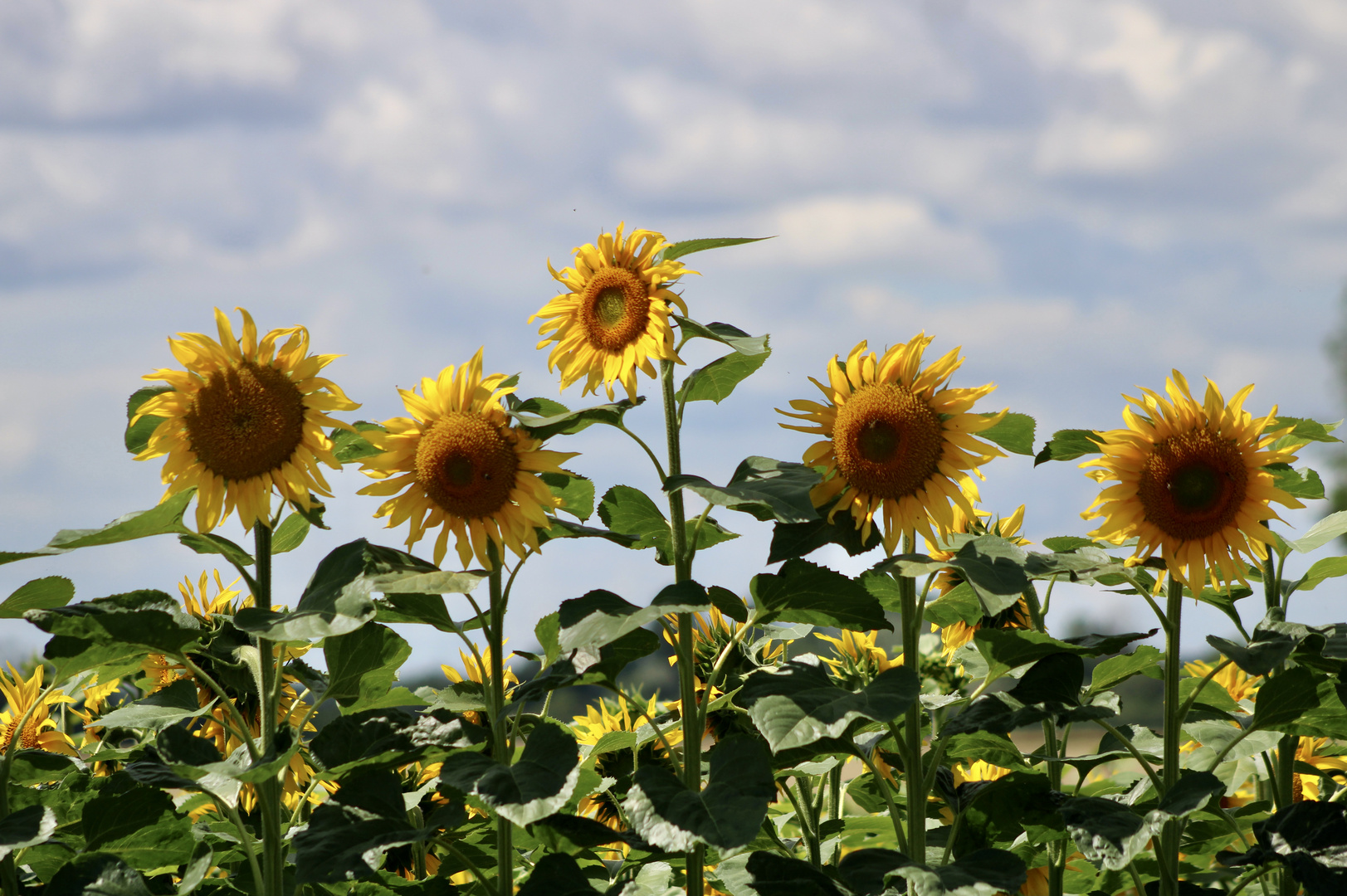 ...champ de tournesol !!!...